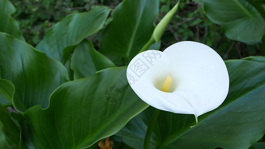 白色的马蹄莲花和深绿色的叶子 优雅的花卉绽放 异域热带丛林雨林 时尚新潮的植物气息 自然生机盎然 世外桃源唯美 阿鲁姆植物园艺百背景图片