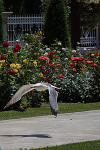 玫瑰花园里的单海鸥荒野玫瑰动物街道航班羽毛蓝色自由天空花园图片
