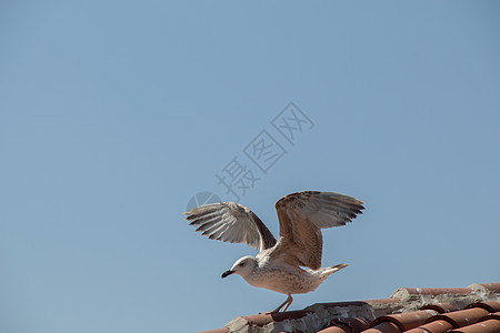 坐在屋顶上的单海鸥羽毛飞行动物天空荒野航班蓝色翅膀自由鸟类图片