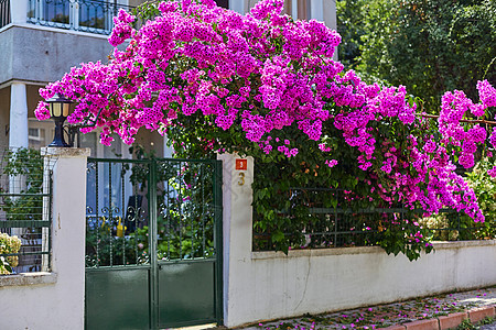 以鲜亮紫花装饰一栋住宅楼的花园院子别墅火鸡栅栏农村房子紫色王子村庄图片