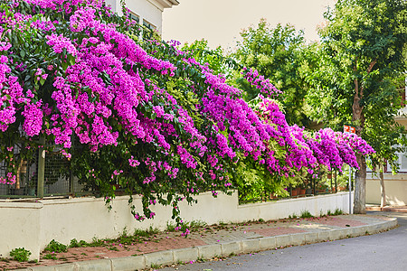 以鲜亮紫花装饰一栋住宅楼的入口石头村庄紫色旅行花园衬套乡村农村火鸡图片