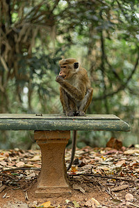 丛林中的猴子 自然栖息地特写哺乳动物尾巴宠物动物园婴儿旅行灵长类旅游国家家庭图片