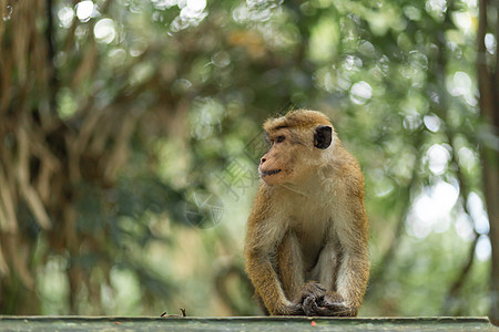 丛林中的猴子 自然栖息地特写异国婴儿哺乳动物热带野生动物家庭国家荒野生态动物图片