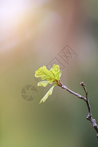 年轻的橡树枝在早春在森林里植物植物学公园植物群生长场地阳光季节橡木自然图片
