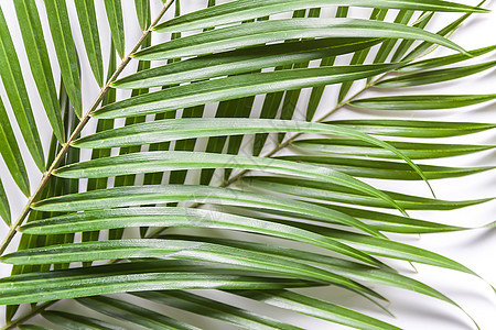 白色背景的棕榈树绿叶紧闭图片