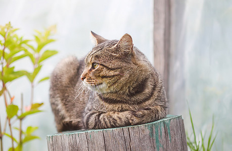 在乡村院子里的露天树桩上坐着被剥光的猫动物假期花园猎人毛皮农村小猫猫咪宠物眼睛图片