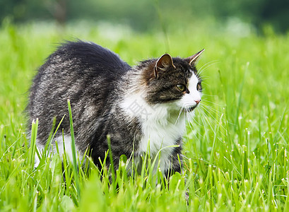 绿草底的毛毛猫图片