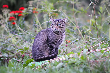 在乡下院子里的户外 将可怕的猫给剥光了图片