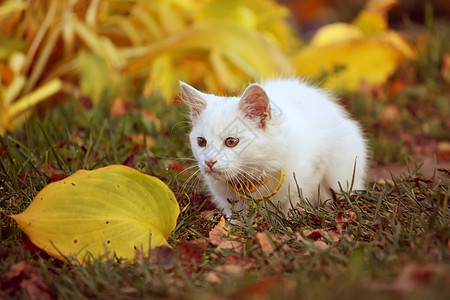 秋天花园里的白毛猫树叶小猫树干虎斑花园宠物毛皮植物头发尾巴图片