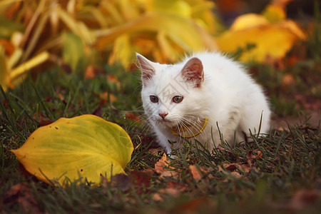 秋天花园里的白毛猫植物猫咪动物宠物公园虎斑树叶头发短发树干图片