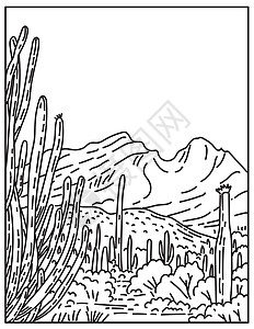 位于美国极南亚利桑那州单线或单线黑白线艺术区的索诺兰沙漠中的有机管管道Cactus国家纪念碑图片
