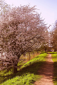 春天风景盛开的苹果树生长花瓣李子叶子蓝色天空植物学植物群植物园艺图片