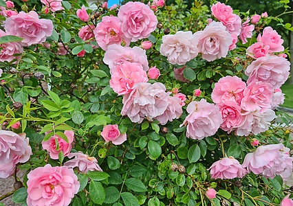 荷兰夏季盛开的美丽粉红玫瑰图片