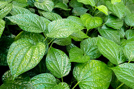 草本植物背景的叶子植物群吹笛者花园蔬菜食物生态植物环境图片