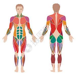 肌肉解剖身体内收肌手臂药品长肌建筑组织科学解剖学生物学图片