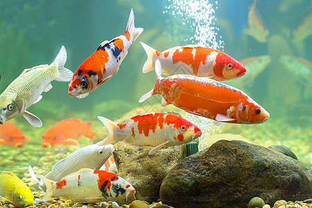 水族馆的碳粉宠物池塘反射热带溪流游泳橙子水池波纹锦鲤图片