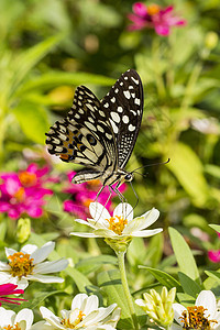 花花园中的蝴蝶叶子荒野天空洋甘菊老虎宏观植物花园蜜蜂花瓣图片