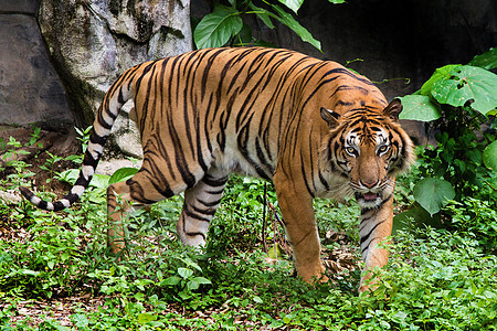 孟加拉虎头朝着镜头看侵略毛皮野猫猫科愤怒眼睛野生动物丛林荒野反思图片