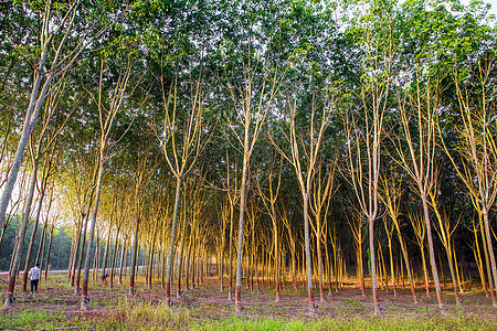 橡胶种植园液体热带太阳材料商业乳胶环境农场段落树木图片