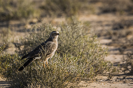 南非Kgalagadi跨界公园的苍鹰自然保护区观察野性生物圈气候荒野驱动游戏目的地背景图片