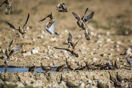 南非Kgalagadi跨界公园的Namaqua沙质种植鸽子旅游气候游戏飞行跨境荒野驱动野性紫檀图片