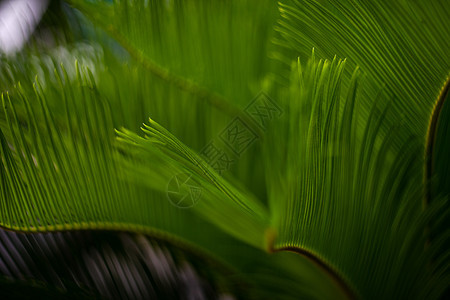 作为自然背景的棕榈树叶子丛林热带树叶棕榈绿色背景图片