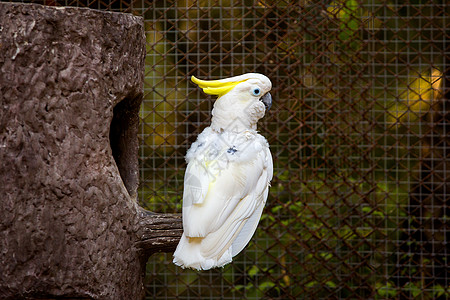 动物园的蟑螂生态生物翅膀鹦鹉动物荒野眼睛羽毛家禽白色图片