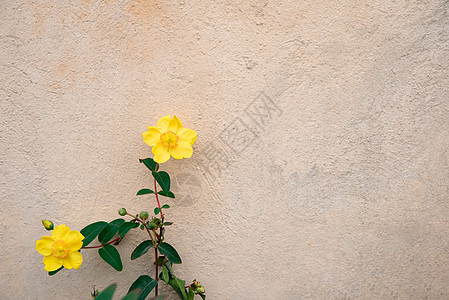 在中立墙背景下 两朵苍白的黄花图片