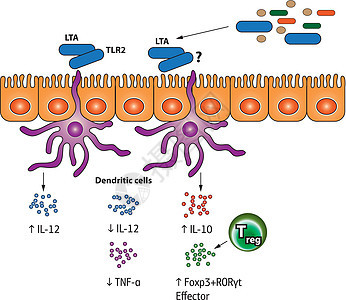 刺激调节性 T 细胞制作图案图片