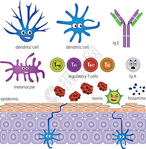 皮肤保护层的细胞 抗炎图片