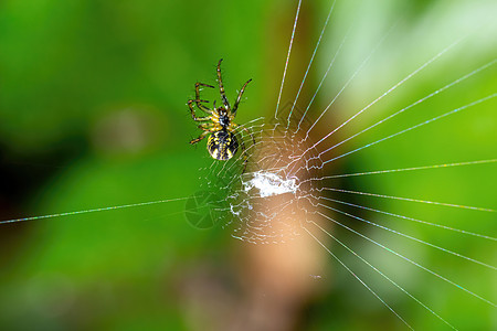 自然绿色模糊背景的森林蜘蛛网上的蜘蛛图片