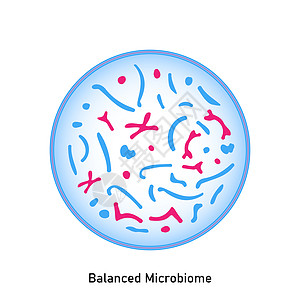 正常平衡的皮肤植物和粘黏膜植物细菌酵母菌肠胃消化细胞发酵链球菌乳球菌植物群病菌图片