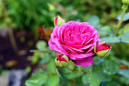 在野外的自然绿色环境中 红玫瑰与芽花园香水香气温泉花瓣树叶草药花朵植物治疗图片