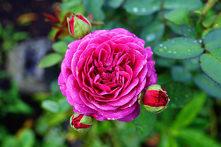在野外的自然绿色环境中 红玫瑰与芽公园树叶花园花瓣食物草药香水放松温泉植物图片