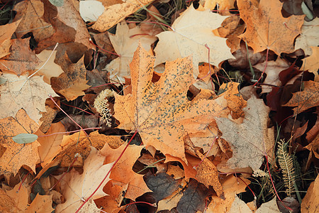 秋叶褪色植物草地橙子金子荒野公园墙纸季节植被图片