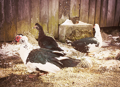 农场院子里的家禽鸭旅行男性家畜猪舍肥料嘎嘎声小鸭子房子宠物鸡舍图片