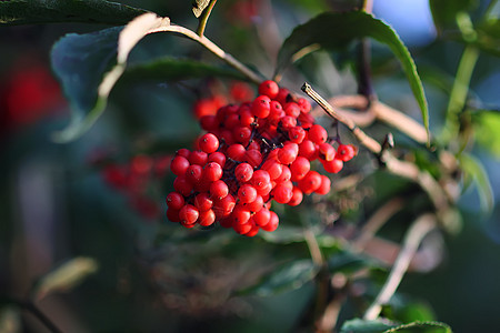 普通的红色大莓 红纤维老浆果 在花园的树枝上衬套植物群枝条荒野橙子蓝色水果季节公园植物图片