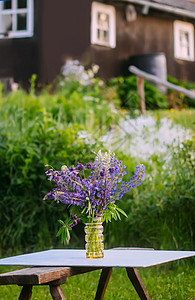 在户外的农村住宅建筑上放一束夏花 大叶或大叶和大叶林木花 Lupinus 多种植物紫色野花蓝色太阳植物群场地植物学花艺花园环境图片