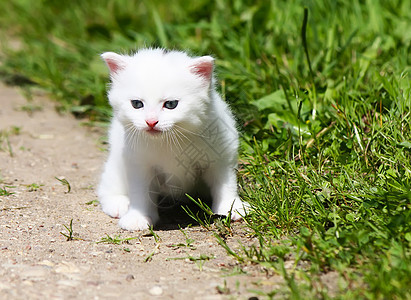 户外白猫红色场地绿色姿势花园胡须太阳猫咪图片