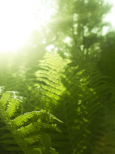 绿色森林的自然背景 在柔软阳光下生长植物学晴天宏观花园叶子环境植物羽毛蕨类公园图片