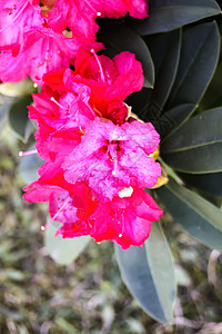 花朵花植物群花瓣园艺脑桥公园紫色杂交种花园季节宏观图片