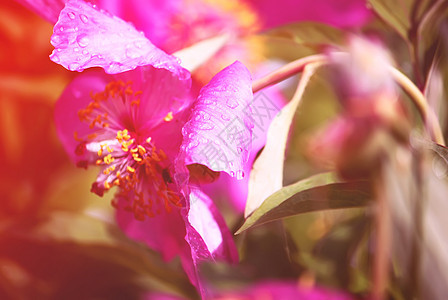 粉色牡丹花植物婚礼牡丹墙纸玫瑰美丽花瓣紫色礼物花束图片