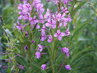 莎拉波娃在夏日花园里放出莎莉紫色花朵草地场地草原荒野植物学叶子野花雌蕊牧场季节背景