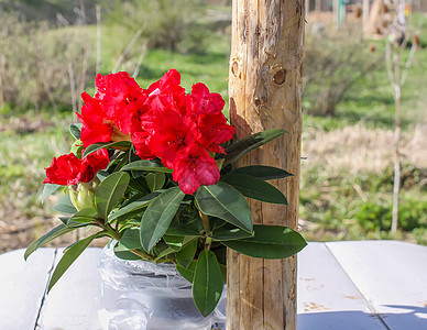 花朵花紫色季节植物花瓣宏观植物园杂交种花园植物群叶子图片