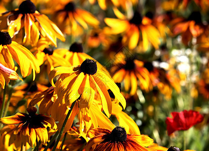 花园里的Rudbeckia生长园艺植物学季节植物菊科雏菊花瓣香气叶子图片