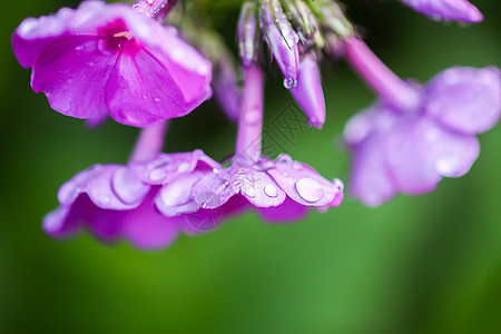 粉红色的夏季福禄考花 花卉背景苔藓紫色季节植物群花园园艺叶子石竹花朵植物学图片