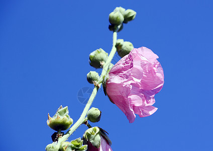 粉红色的锦葵花花束花粉花园玫瑰宏观花瓣季节植物学雌蕊花朵图片