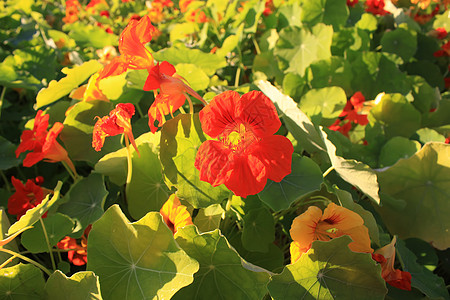 八月你好燃烧的花日落独轮车花坛园艺橙子乡村院子国家天气叶子背景