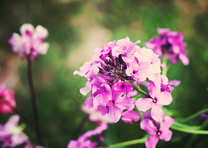 紫色夏季闪光白色礼物纪念日问候语养花宏观叶子水平欲望花瓣图片