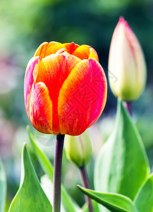 春郁金香花花瓣阳光郁金香场地植物学礼物草地植物群太阳橙子图片